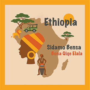 7. Ethiopia - Sidamo Bensa Bona Qiqe Elala 西達摩 班莎 波那村 山嵐批次 2022 Washed G1